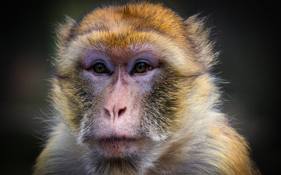 Berberaffe aus Tierpark im Kreis Altenkirchen entwischt Berberaffe aus Tierpark im Kreis Altenkirchen entwischt