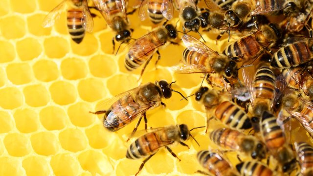 Imker sehen Existenz bedroht durch gepanschten Importhonig