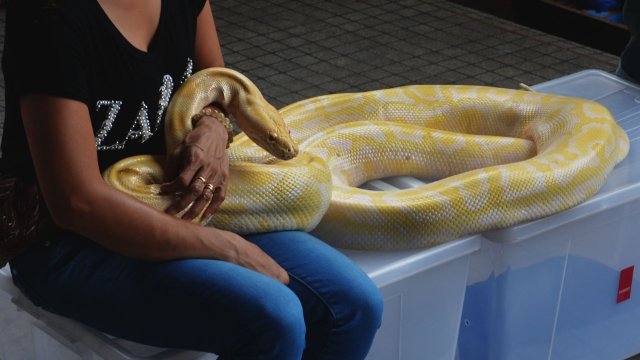 Kurios: Mann geht mit Python auf offener Straße spazieren - "Frische Luft für Hausschlange"