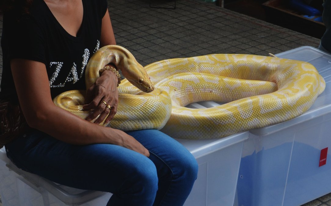 Kurios: Mann geht mit Python auf offener Straße spazieren - "Frische Luft für Hausschlange" Kurios: Mann geht mit Python auf offener Straße spazieren - "Frische Luft für Hausschlange"