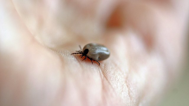 Experten warnen vor verspäteten Diagnosen nach Zeckenbissen