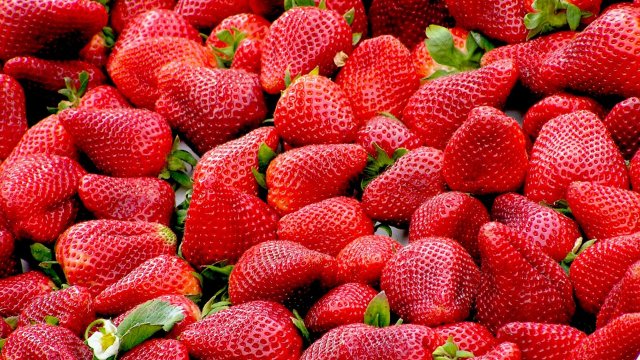Bauern- und Winzerverband: Zuversichtlicher Blick auf Erdbeersaison
