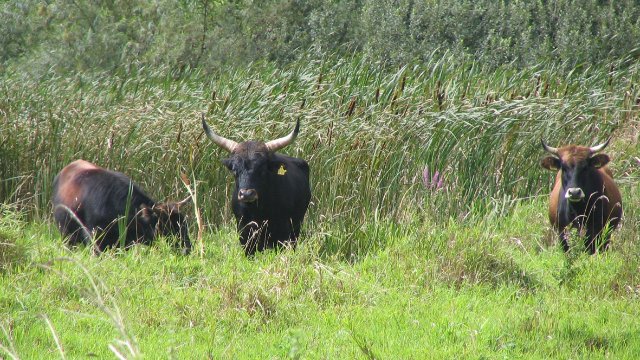 Beeindruckende Flora und Fauna kennenlernen