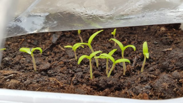 Saatgut für die Saisoneröffnung der Koblenzer Gartenkultur