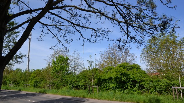 Kleine Raupen fressen Bäume in Wallersheim kahl