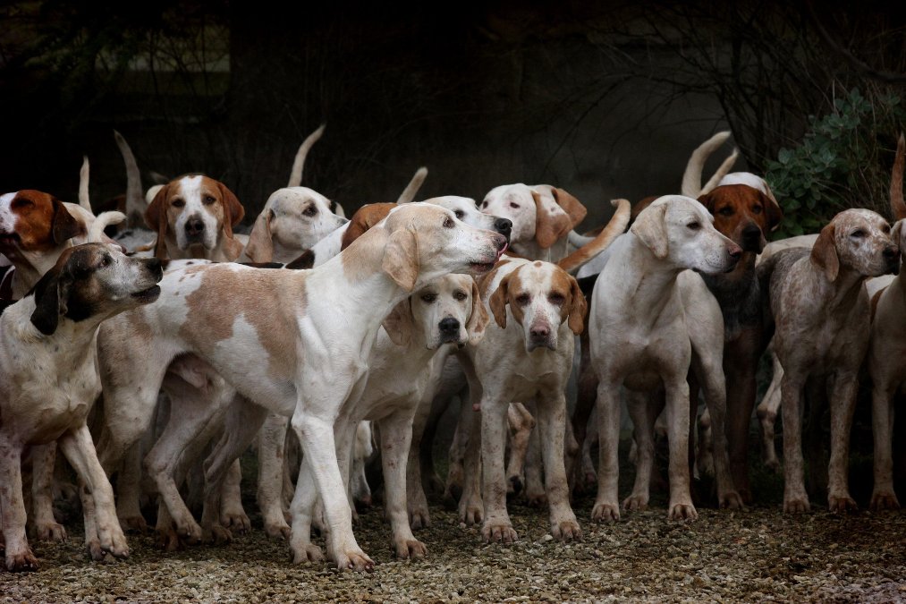 Tierheime holen weniger Hunde aus dem Ausland