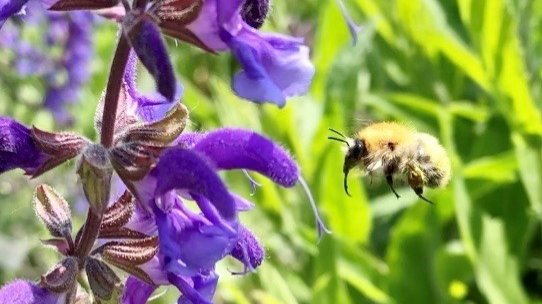 Zweiteilige Vortragsreihe: Wildbienen in Natur und Garten