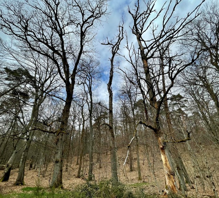 Borkenkäfer befallen immer mehr Fichten und Eichen in Rheinland-Pfalz Borkenkäfer befallen immer mehr Fichten und Eichen in Rheinland-Pfalz