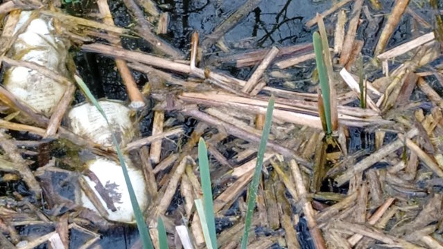 Verschmutzung im Biotop Emser Wiesen