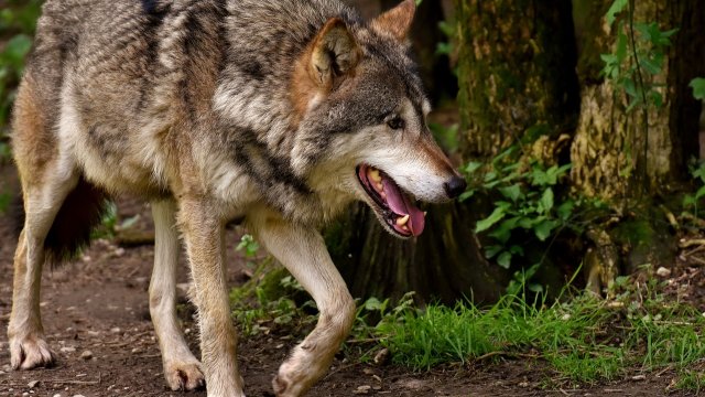 Zweiter Nachweis eines Wolfs im Nationalpark Hunsrück-Hochwald