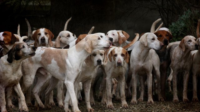 Tierheime holen weniger Hunde aus dem Ausland