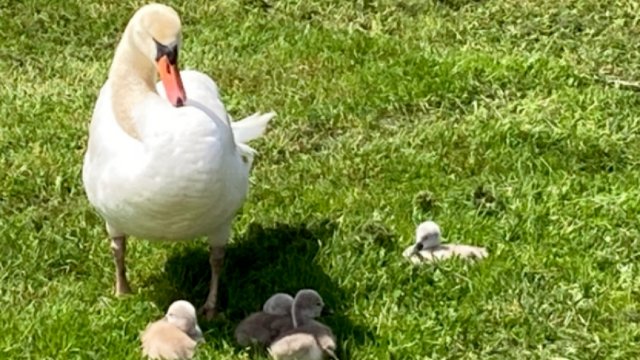 Schwan-Nachwuchs in Dausenau