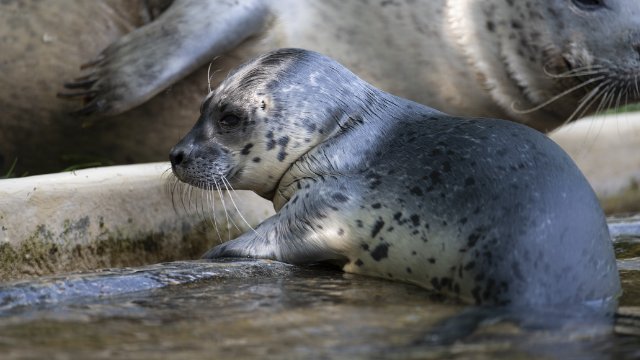 Erstmaliger Seehund-Nachwuchs im Zoo Neuwied