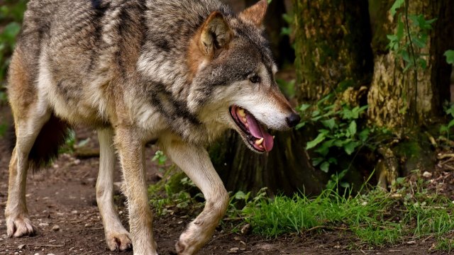 Acht Wolfsrisse in Rheinland-Pfalz im laufenden Jahr registriert