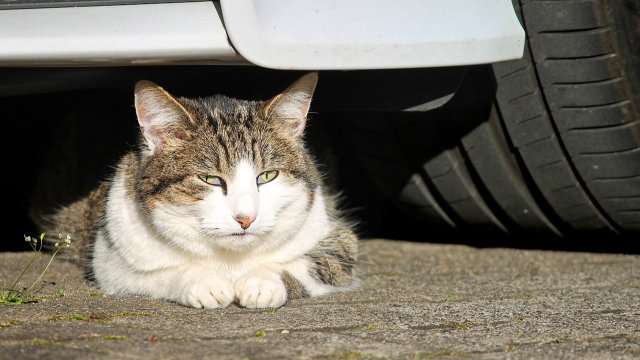 Katze fährt rund 40 Kilometer in Motorraum eines Autos mit