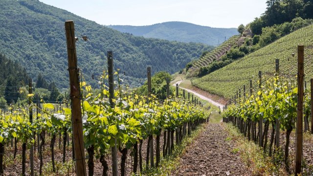 Steillagenweinbau: aufwendig und für fortgeschrittene Konsumenten