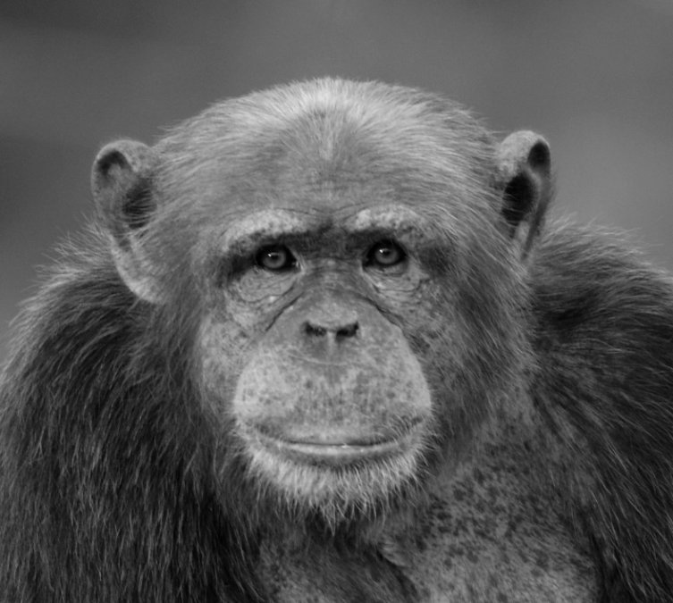 Trauer im Zoo Neuwied: Schimpanse Marlock verstorben Trauer im Zoo Neuwied: Schimpanse Marlock verstorben