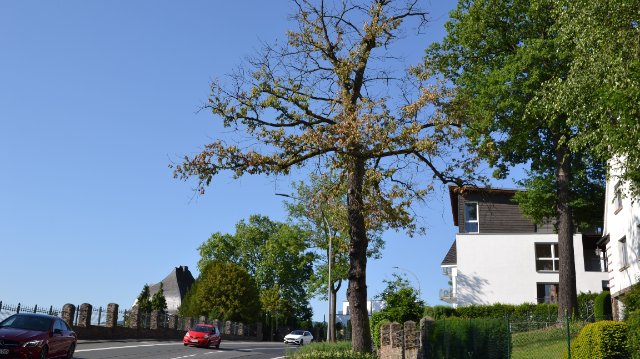 Nicht verkehrssichere Stadtbäume werden gefällt