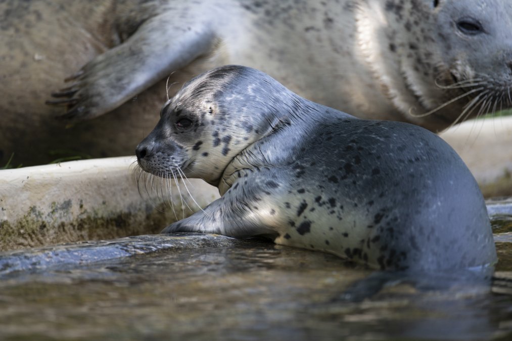 Erstmaliger Seehund-Nachwuchs im Zoo Neuwied Erstmaliger Seehund-Nachwuchs im Zoo Neuwied