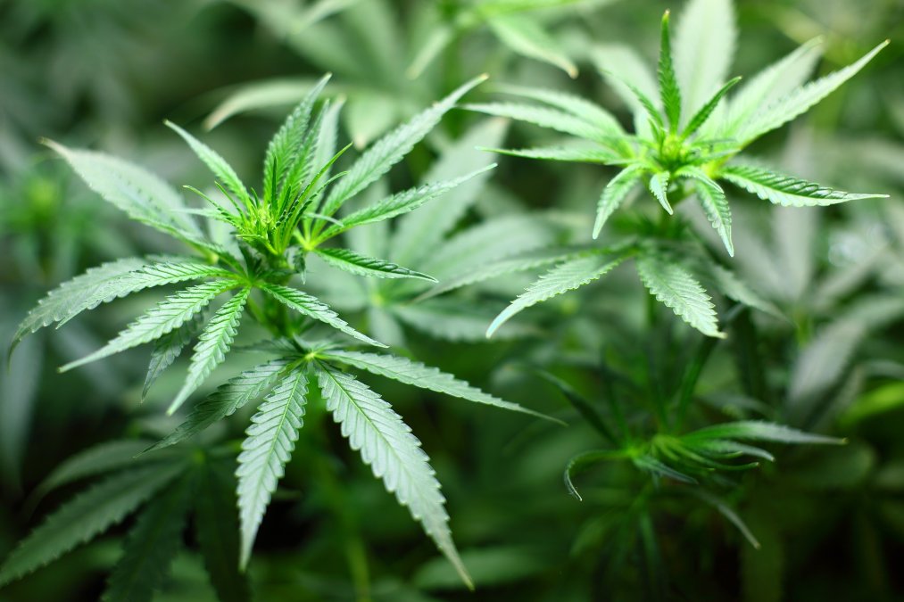 Cannabis-Plantage ausgehoben Cannabis-Plantage ausgehoben