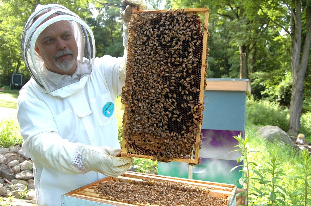 Mehr Bienenvölker und Imker in Rheinland-Pfalz