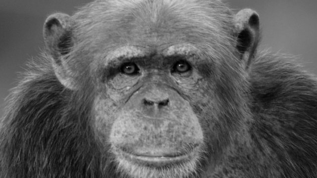 Trauer im Zoo Neuwied: Schimpanse Marlock verstorben