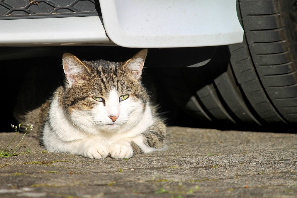 Katze fährt rund 40 Kilometer in Motorraum eines Autos mit