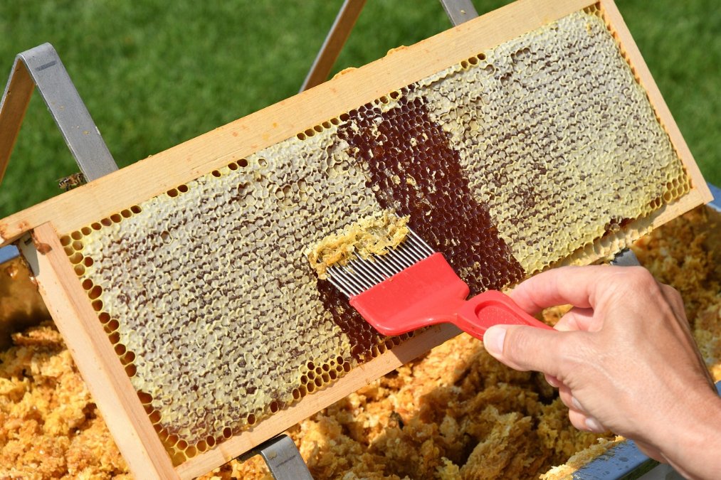 Honigernte in Rheinland-Pfalz fällt überdurchschnittlich gut aus Honigernte in Rheinland-Pfalz fällt überdurchschnittlich gut aus