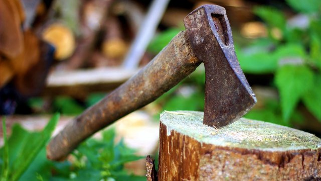 Rheinland-Pfalz führt Label für Kennzeichnung von regionalem Holz ein