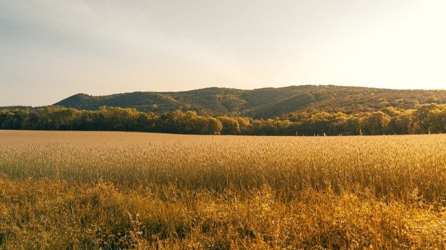 Hitze und Trockenheit sorgen für unterdurchschnittliche Getreideernte