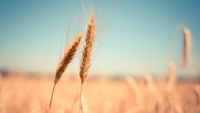 Trockenheit führt zu Ertragsrückgang bei Getreide
