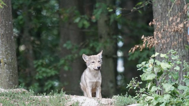 Erneuter Wolfsnachwuchs in Rheinland-Pfalz