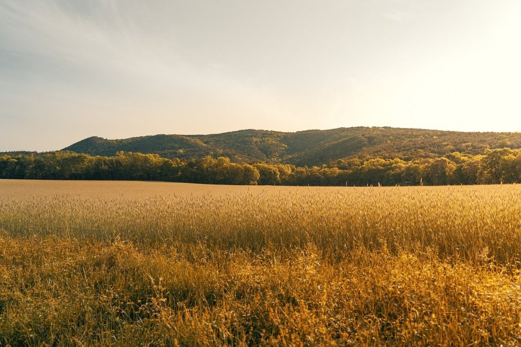 Hitze und Trockenheit sorgen für unterdurchschnittliche Getreideernte