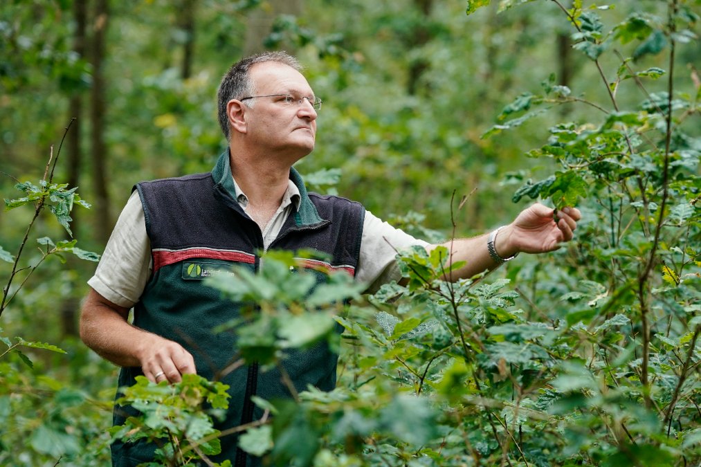 Neue Bäume wegen Klimawandel - Der Wald braucht Alternativen Neue Bäume wegen Klimawandel - Der Wald braucht Alternativen