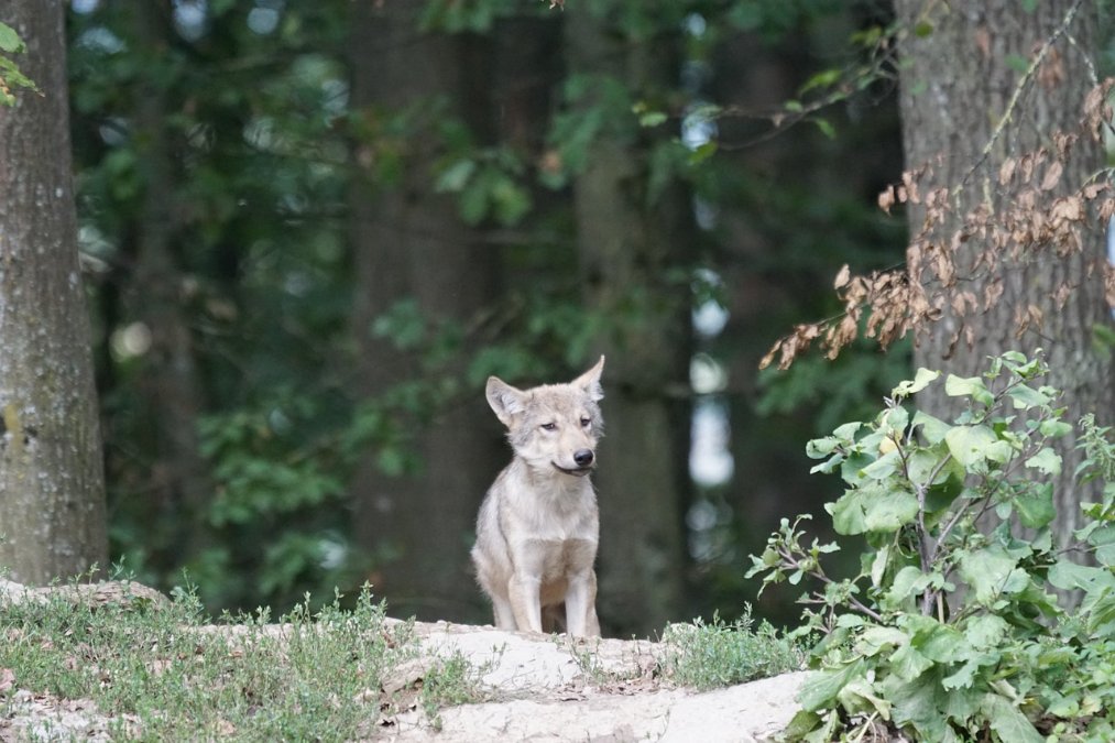 Erneuter Wolfsnachwuchs in Rheinland-Pfalz Erneuter Wolfsnachwuchs in Rheinland-Pfalz