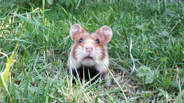 Die Zeit drängt: Bauern und Naturschützer kämpfen für den Feldhamster