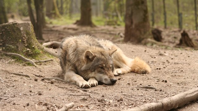 SPD-Fraktion will Regelung für die Tötung von Wölfen erarbeiten