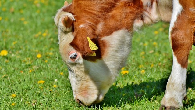 Rinderzüchter dürfen Tier per Kugelschuss auf Weide schlachten