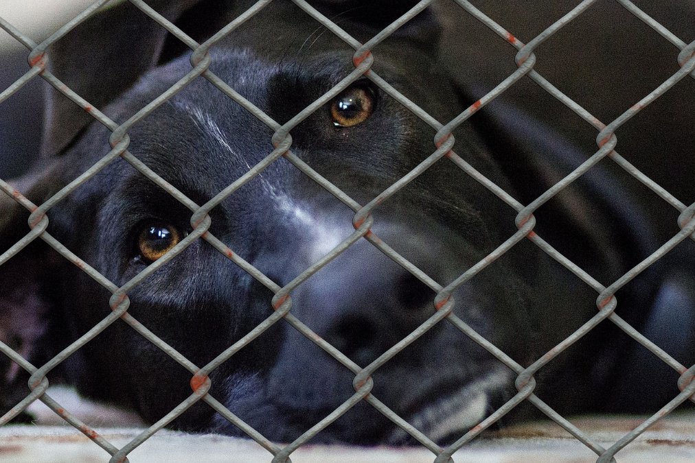 Kreis Neuwied verlangt von Verbrechensopfer über 10.000 Euro Tierheimkosten Kreis Neuwied verlangt von Verbrechensopfer über 10.000 Euro Tierheimkosten