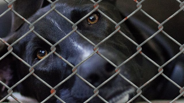 Kreis Neuwied verlangt von Verbrechensopfer über 10.000 Euro Tierheimkosten