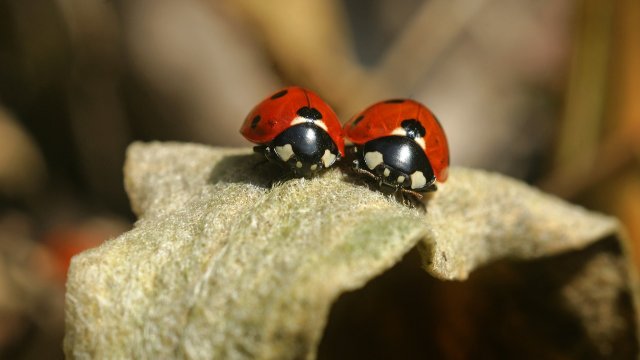 Naturschutzbund ruft erneut zum Insektenzählen auf