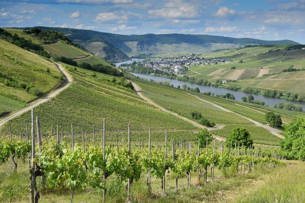 Winzer rechnen 2023 mit viel besserer Ernte als im Vorjahr Winzer rechnen 2023 mit viel besserer Ernte als im Vorjahr