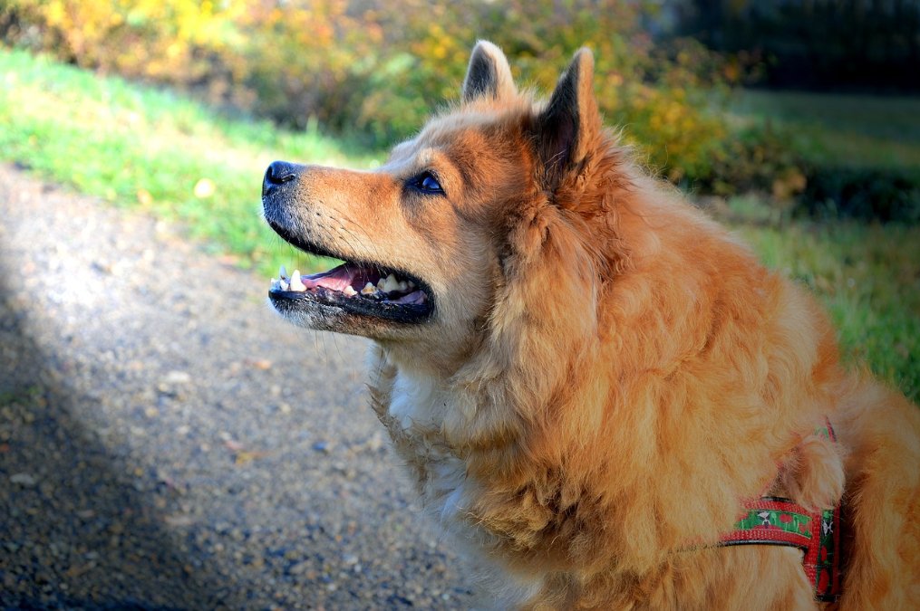 Gericht: Hundesteuer gilt auch für Therapiehunde Gericht: Hundesteuer gilt auch für Therapiehunde
