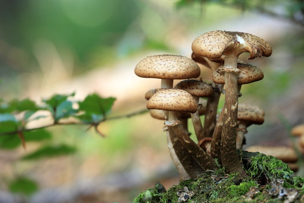 Durchwachsene Pilzsaison in Rheinland-Pfalz Durchwachsene Pilzsaison in Rheinland-Pfalz