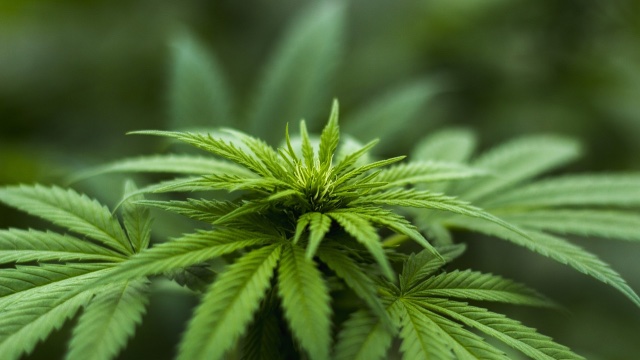 Geplante Regeln für Cannabis-Clubs 