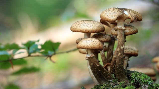 Durchwachsene Pilzsaison in Rheinland-Pfalz