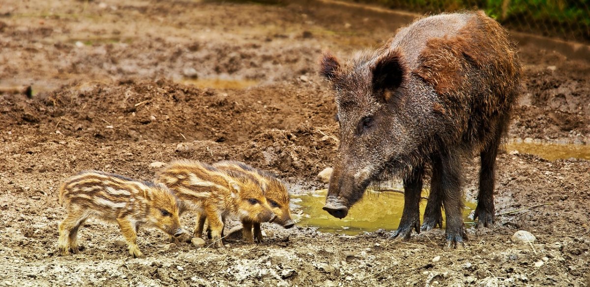 Wildschweine machen es sich in Unkel gemütlich Wildschweine machen es sich in Unkel gemütlich