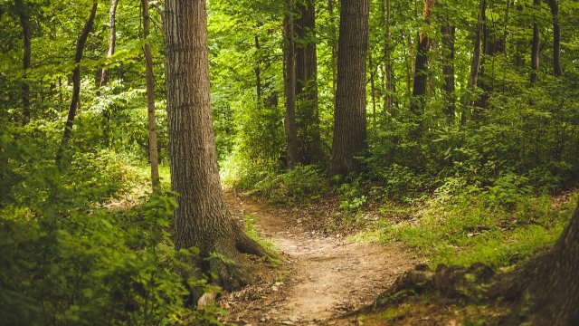 „Klimawald“ entwickelt sich gut