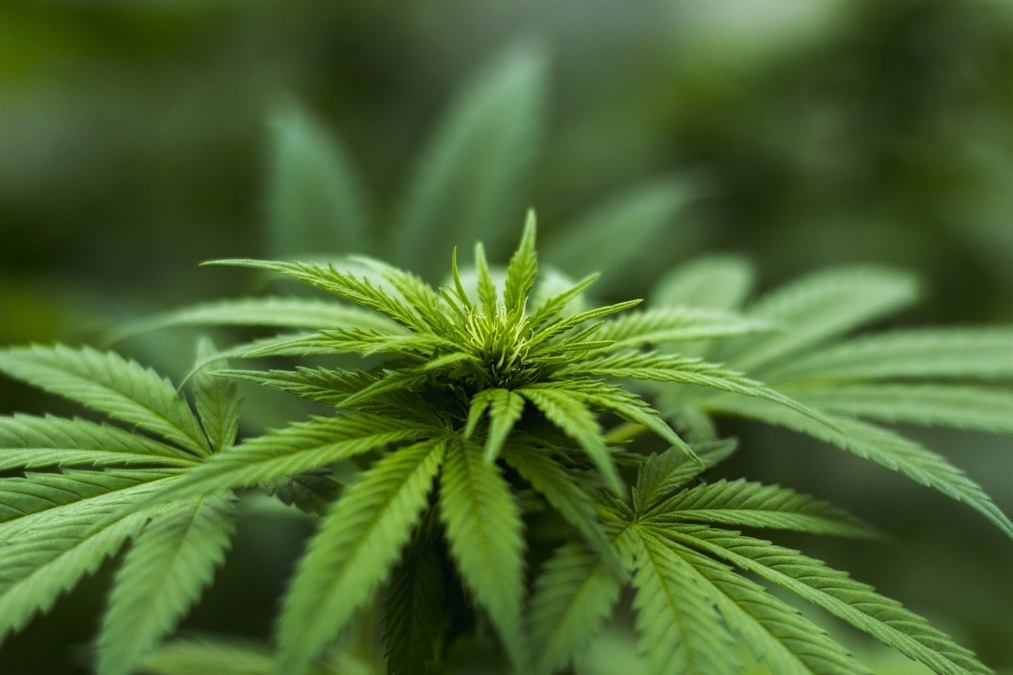 Geplante Regeln für Cannabis-Clubs Geplante Regeln für Cannabis-Clubs