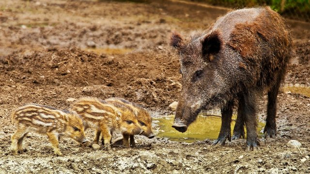 Wildschweine machen es sich in Unkel gemütlich